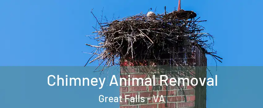  Chimney Animal Removal Great Falls - VA