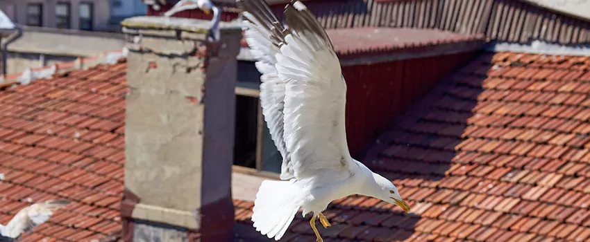 Residential Chimney Animal Removal Solution in Great Falls, VA