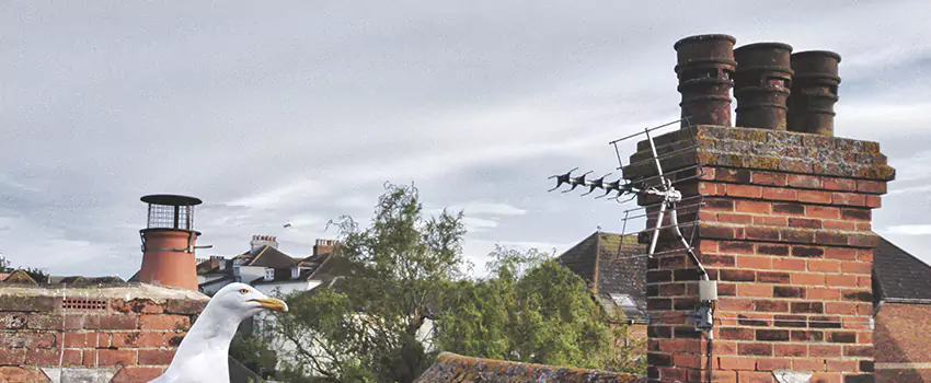 Chimney Cleaning And Restoration in Great Falls, Virginia